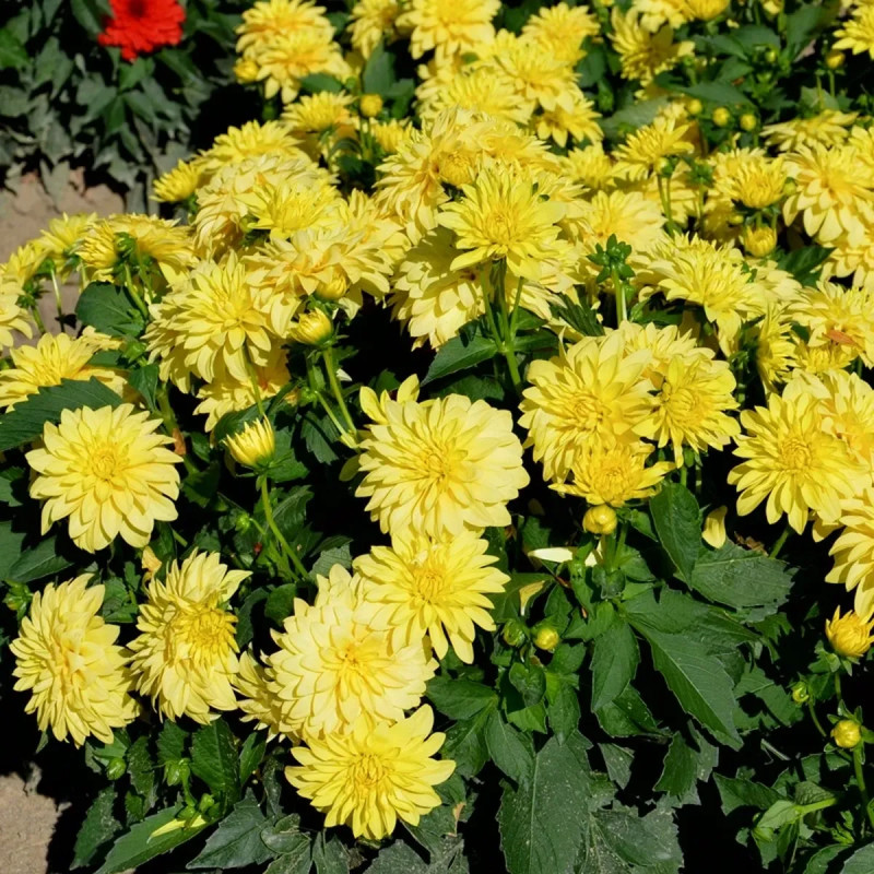 Dahlia nain double Gallery Cézanne - Dahlia | Achat direct au producteur