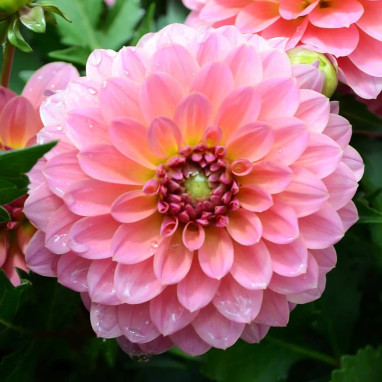 Dahlia nain double Macaron - Dahlia | Achat direct au producteur