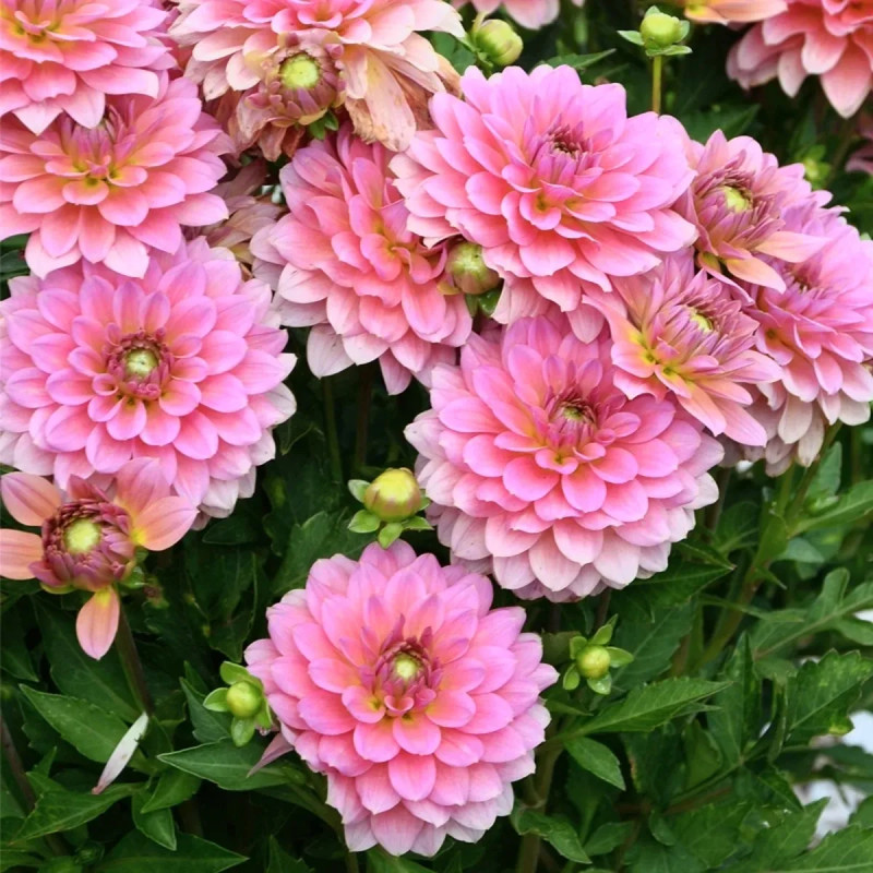Dahlia nain double Macaron - Dahlia | Achat direct au producteur