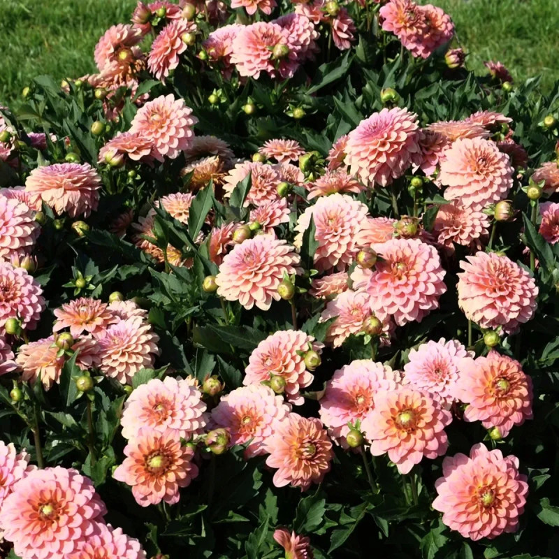 Dahlia nain double Macaron - Dahlia | Achat direct au producteur