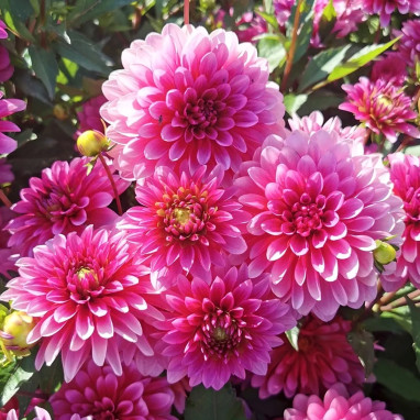 Dahlia Nain Double Macaron Framboise - Dahlia | Achat en ligne