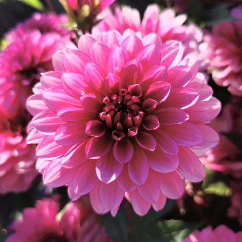 Dahlia Nain Double Macaron Framboise - Dahlia | Achat en ligne