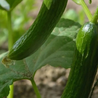 Concombre greffé 'Cordoba' - Cucumis | Achat direct au producteur