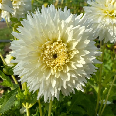 Dahlia nain double 'Milky Way' - Dahlia | Achat direct au producteur