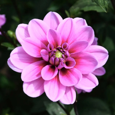 Dahlia nain double Marée Bleue | Achat direct au producteur