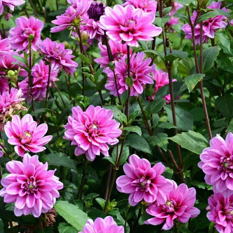 Dahlia nain double Marée Bleue | Achat direct au producteur