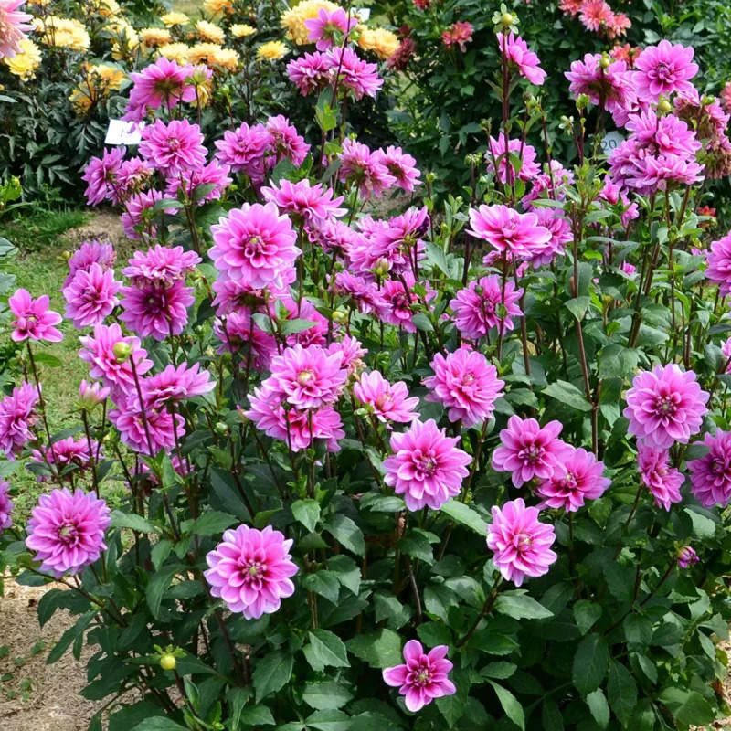 Dahlia nain double Marée Bleue | Achat direct au producteur