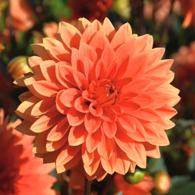 Dahlia nain double 'Messine' - Dahlia | Achat direct au producteur