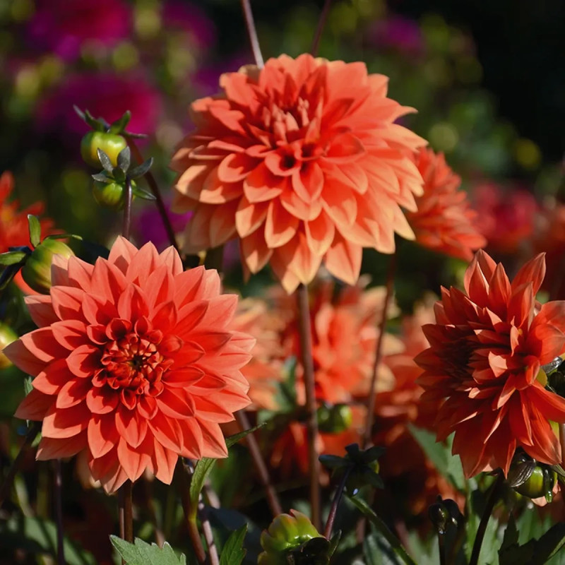 Dahlia nain double 'Messine' - Dahlia | Achat direct au producteur