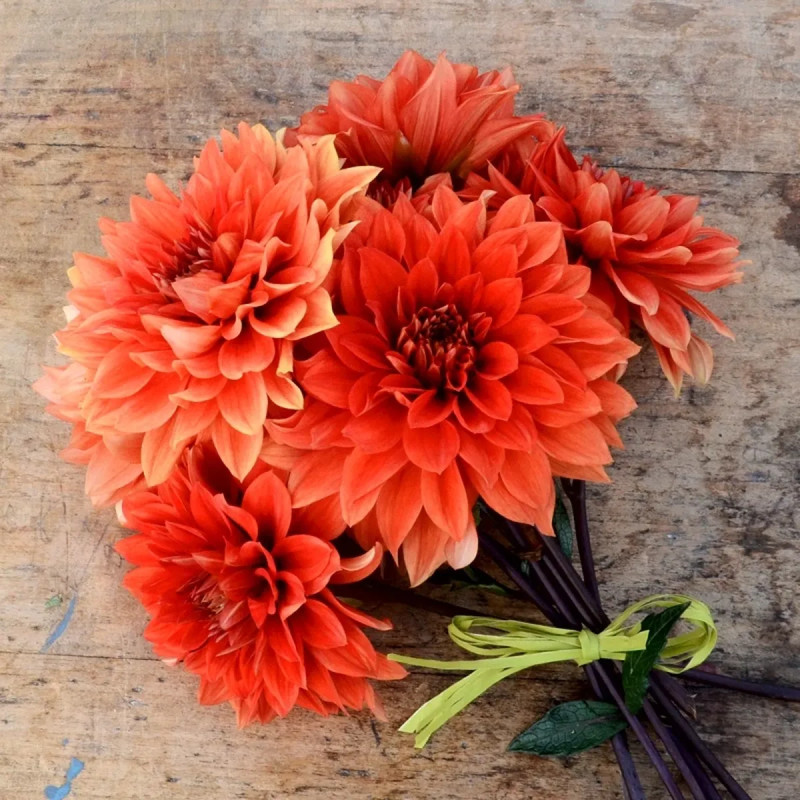 Dahlia nain double 'Messine' - Dahlia | Achat direct au producteur