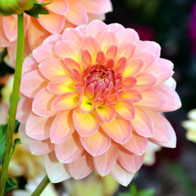 Dahlia nain double 'Pêché Mignon' - Dahlia | Achat direct au producteur