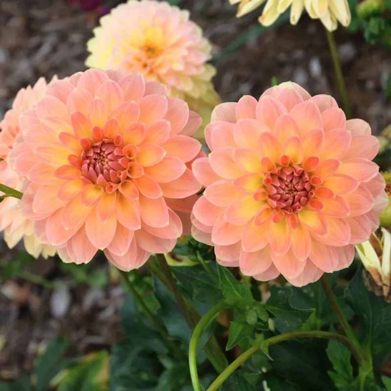 Dahlia nain double 'Pêché Mignon' - Dahlia | Achat direct au producteur