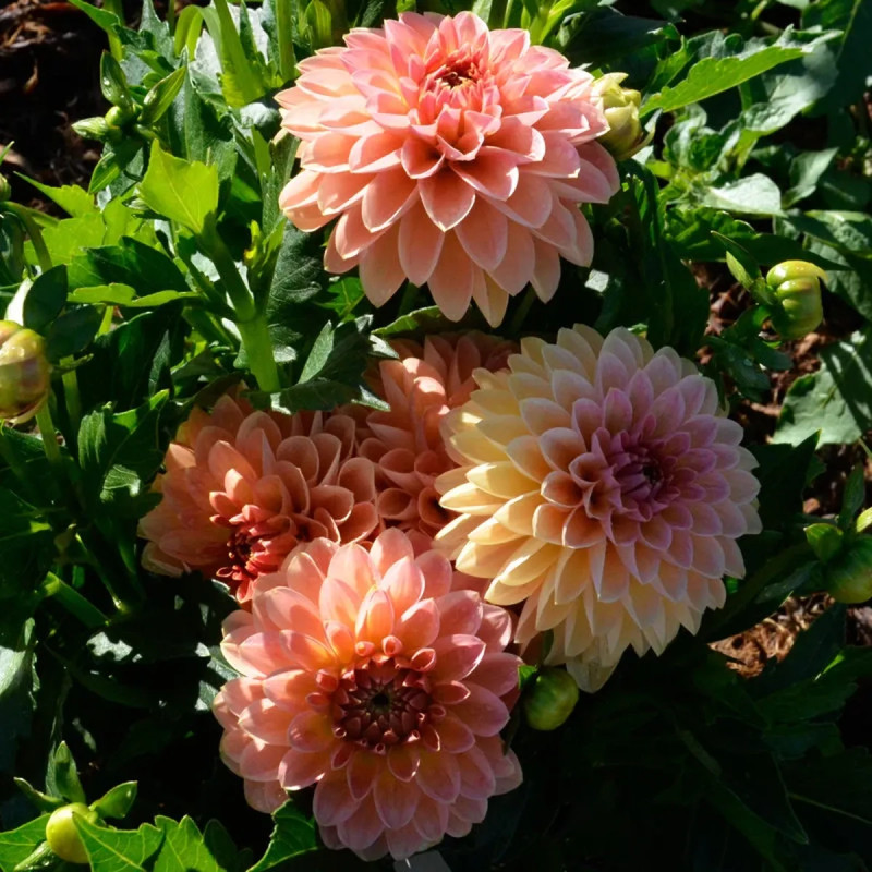 Dahlia nain double 'Pêché Mignon' - Dahlia | Achat direct au producteur
