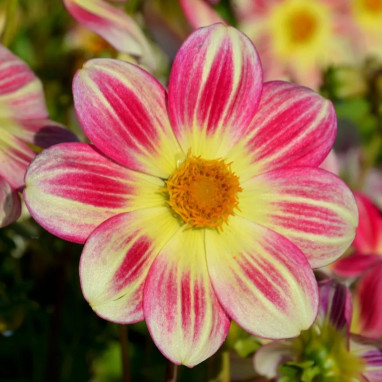 Dahlia nain simple 'Angers Supernature' | Achat direct au producteur