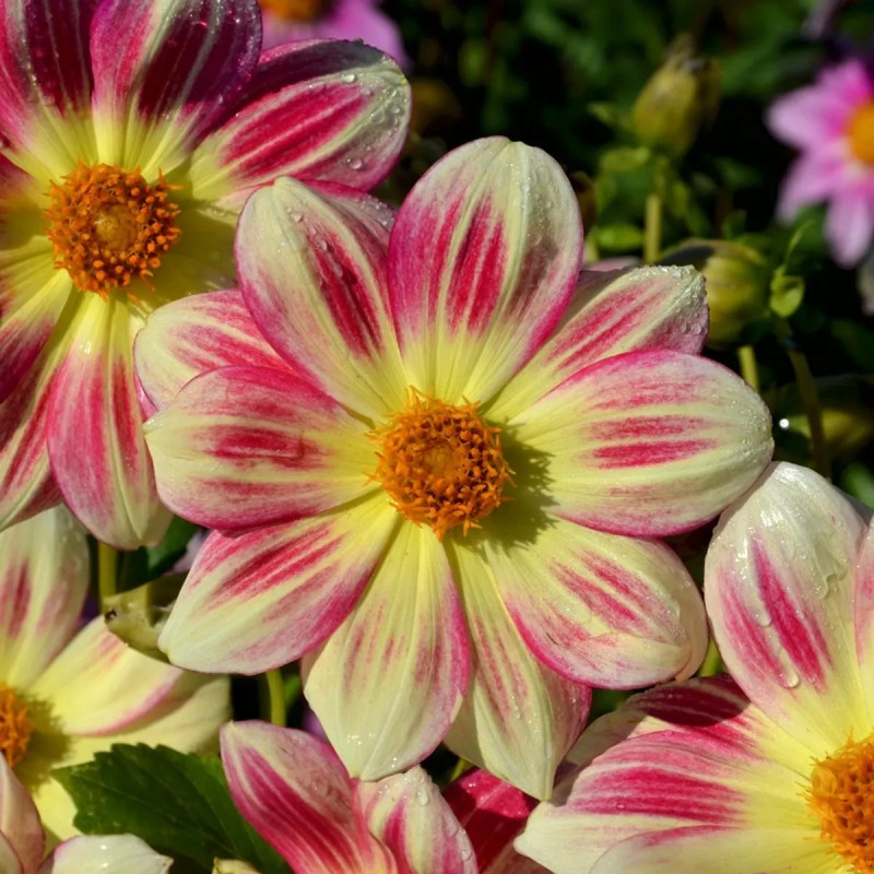 Dahlia nain simple 'Angers Supernature' | Achat direct au producteur