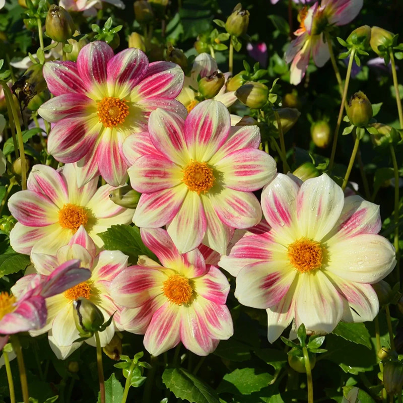 Dahlia nain simple 'Angers Supernature' | Achat direct au producteur