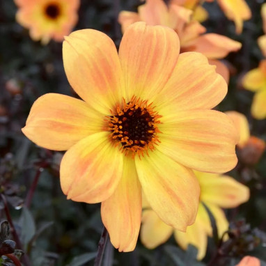 Dahlia nain simple 'Bright & Black' - Dahlia | Achat producteur