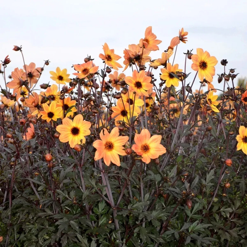 Dahlia nain simple 'Bright & Black' - Dahlia | Achat producteur
