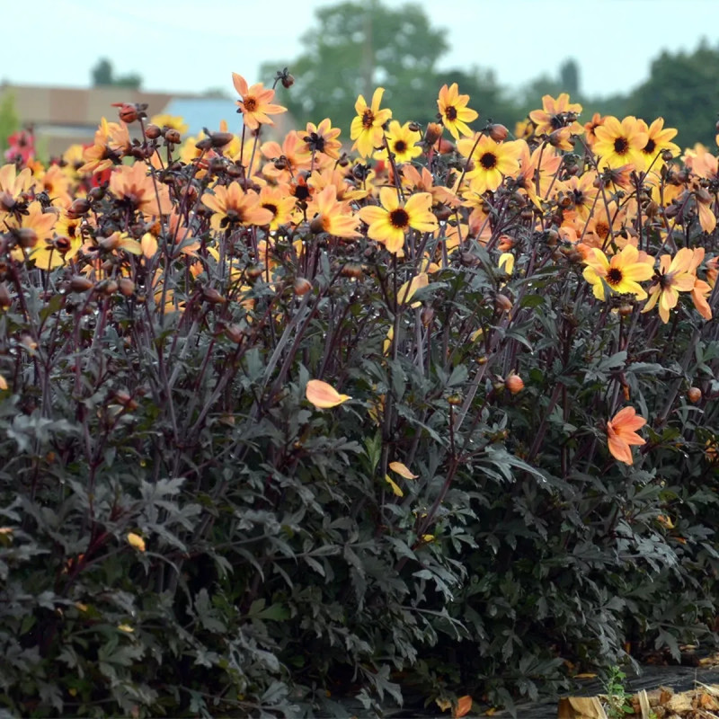 Dahlia nain simple 'Bright & Black' - Dahlia | Achat producteur