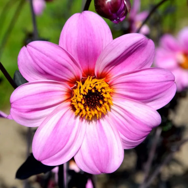Dahlia Nain Simple Candy Eyes - Dahlia | Achat direct au producteur