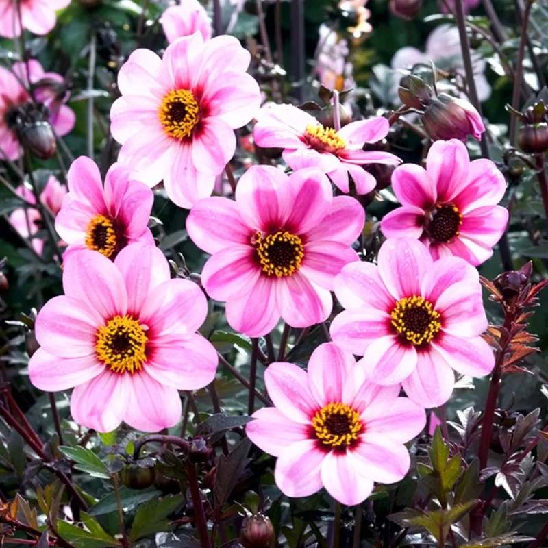 Dahlia Nain Simple Candy Eyes - Dahlia | Achat direct au producteur