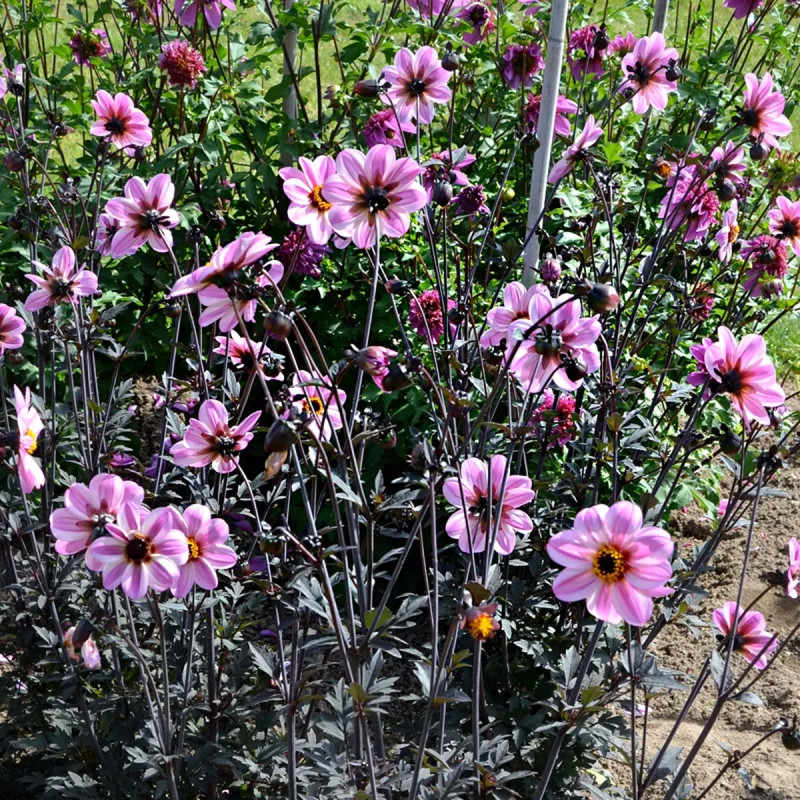 Dahlia Nain Simple Candy Eyes - Dahlia | Achat direct au producteur