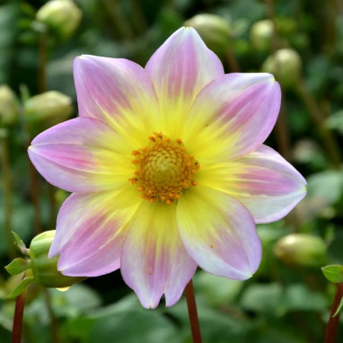 Dahlia nain simple 'Cape Town' - Dahlia | Achat direct au producteur