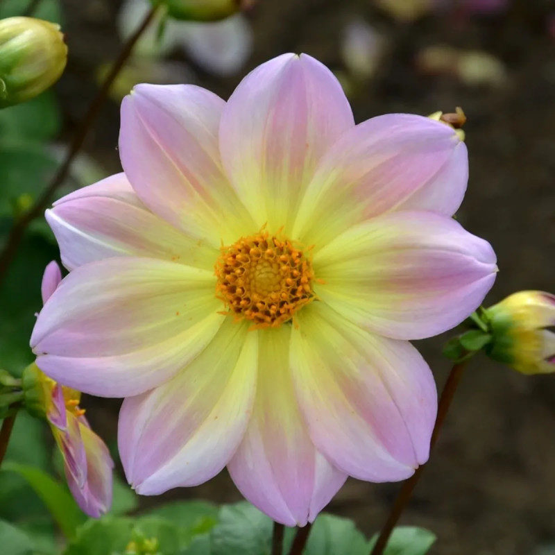Dahlia nain simple 'Cape Town' - Dahlia | Achat direct au producteur