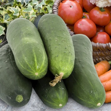 Concombre 'Tanja' - Cucumis sativus | Achat direct au producteur