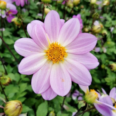 Dahlia nain simple 'Cinque Terre' - Dahlia | Achat direct au producteur