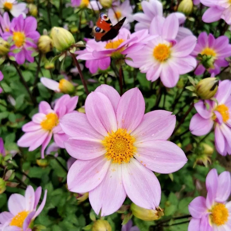 Dahlia nain simple 'Cinque Terre' - Dahlia | Achat direct au producteur
