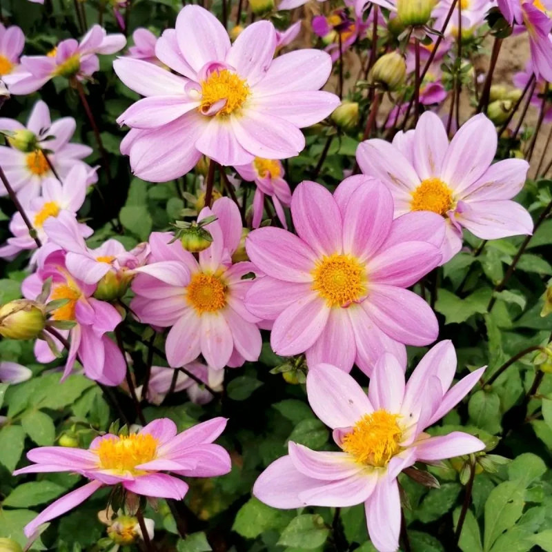 Dahlia nain simple 'Cinque Terre' - Dahlia | Achat direct au producteur
