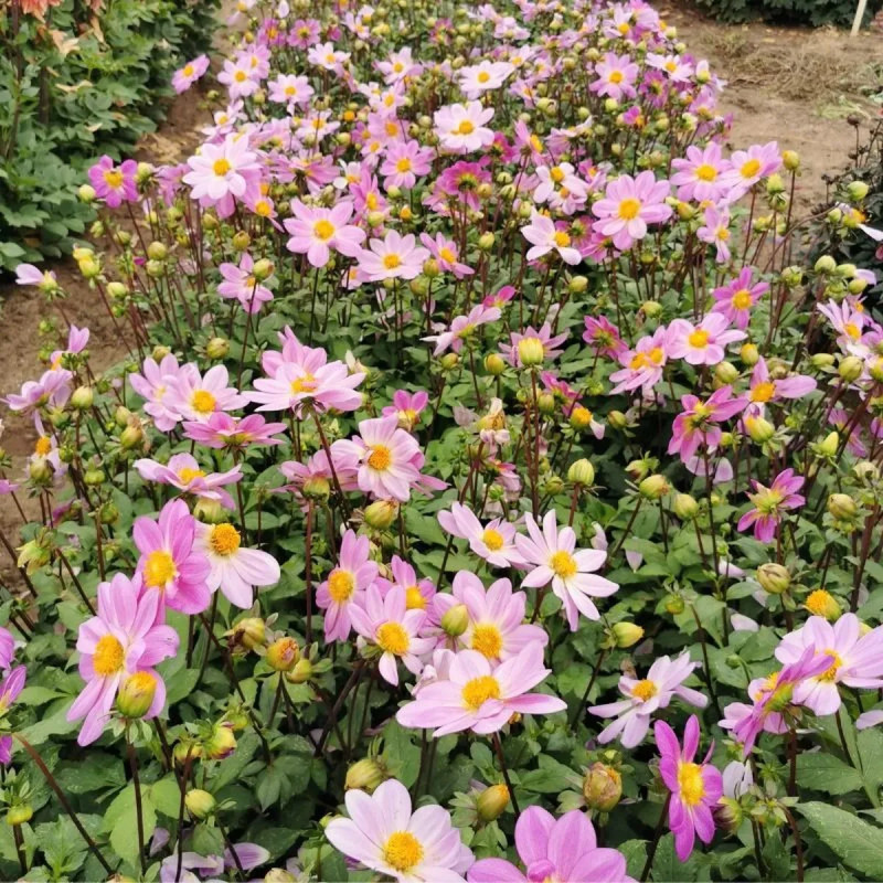Dahlia nain simple 'Cinque Terre' - Dahlia | Achat direct au producteur