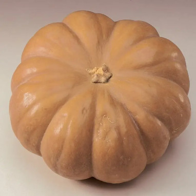Courge musquée 'Hiver de Provence' - Cucurbita | Achat producteur