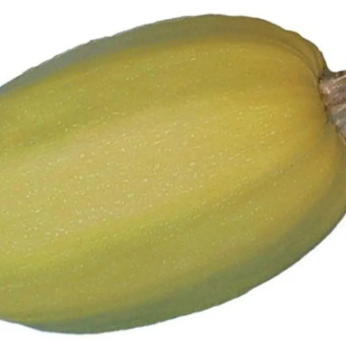 Courge spaghetti jaune 'Spaghetti Vegetal'' - Cucurbita | Achat producteur