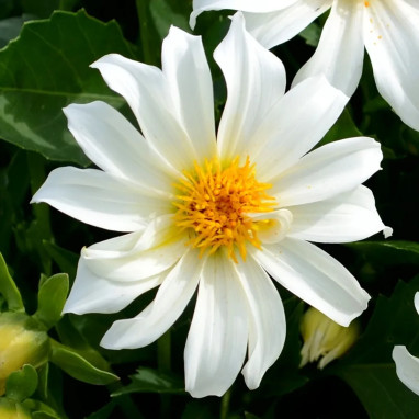 Dahlia nain simple 'Dazy Blanc' - Dahlia | Achat direct au producteur