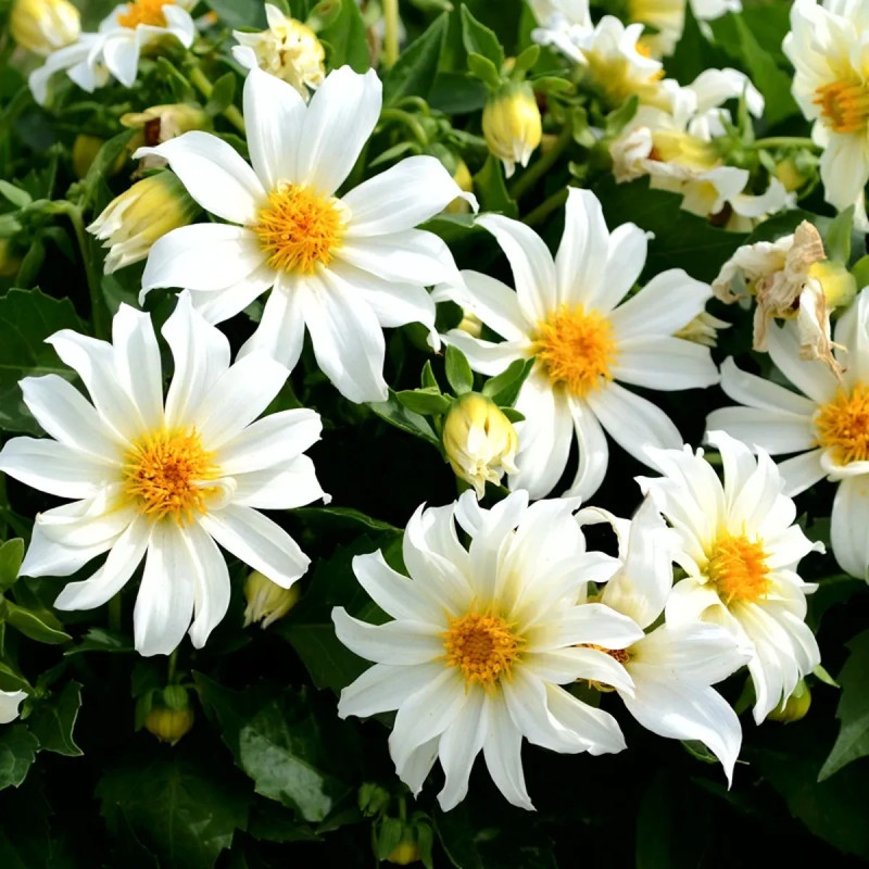 Dahlia nain simple 'Dazy Blanc' - Dahlia | Achat direct au producteur