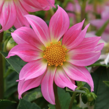 Dahlia Nain Simple 'Dazy Rose' - Dahlia | Achat direct au producteur