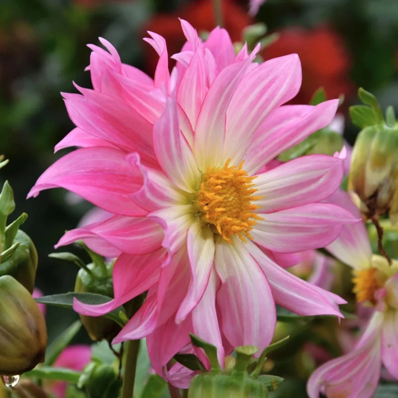 Dahlia Nain Simple 'Dazy Rose' - Dahlia | Achat direct au producteur
