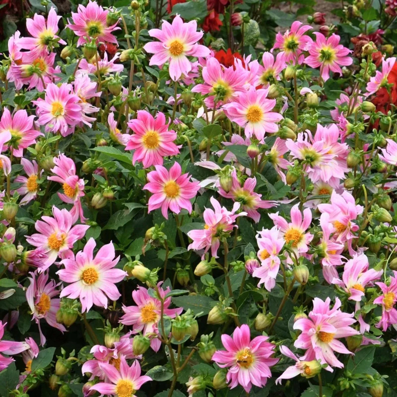 Dahlia Nain Simple 'Dazy Rose' - Dahlia | Achat direct au producteur