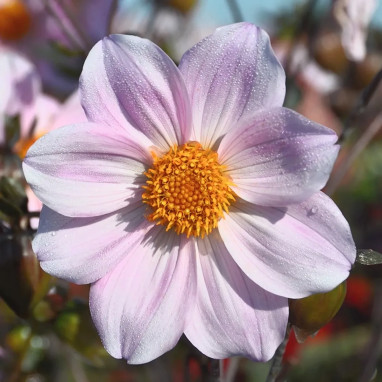 Dahlia nain simple 'Cory' - Dahlia | Achat direct au producteur