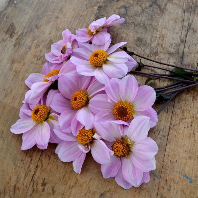 Dahlia nain simple 'Cory' - Dahlia | Achat direct au producteur