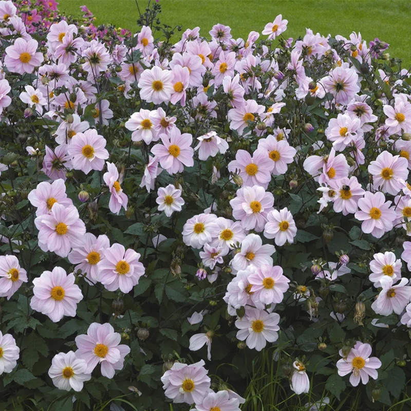 Dahlia nain simple 'Cory' - Dahlia | Achat direct au producteur