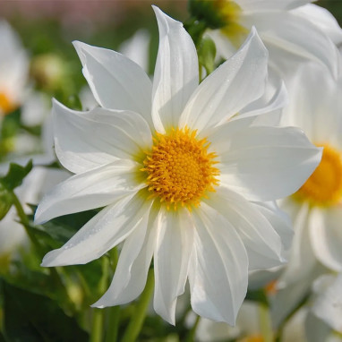 Dahlia Nain Simple 'Innocence' - Dahlia | Achat direct au producteur