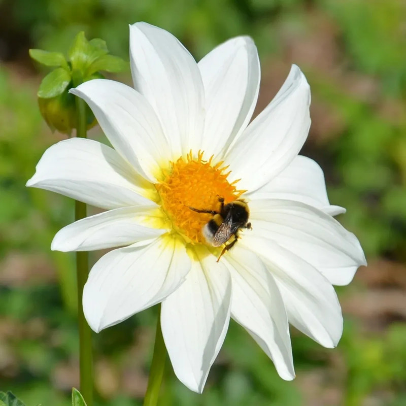 Dahlia Nain Simple 'Innocence' - Dahlia | Achat direct au producteur