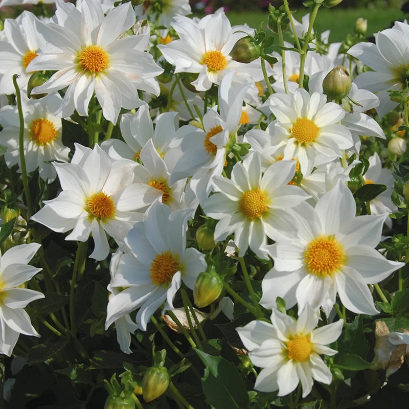 Dahlia Nain Simple 'Innocence' - Dahlia | Achat direct au producteur