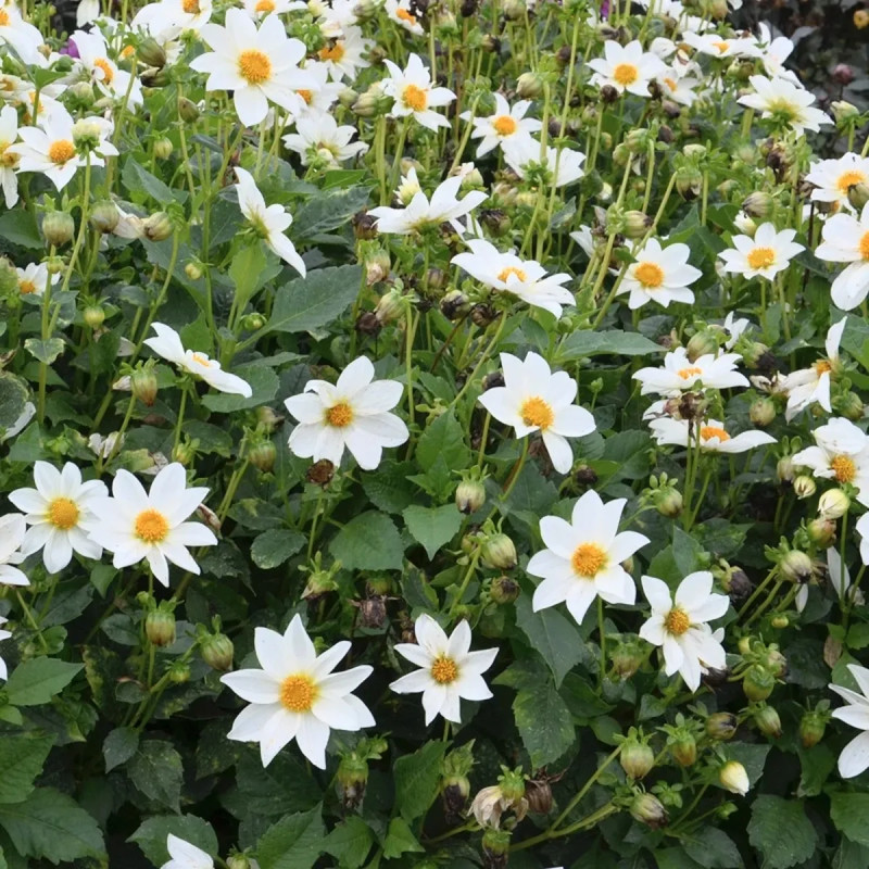Dahlia Nain Simple 'Innocence' - Dahlia | Achat direct au producteur