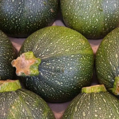 Courgette 'De Nice à Fruit Rond' - Cucurbita | Achat producteur