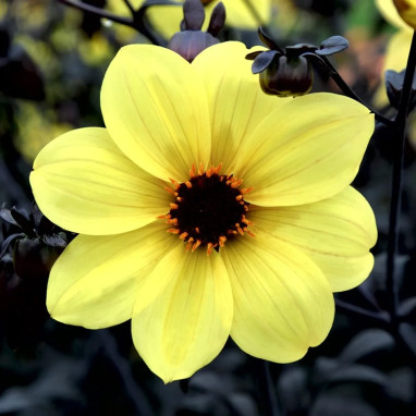 Dahlia Nain Simple Knock Out - Dahlia | Achat direct au producteur