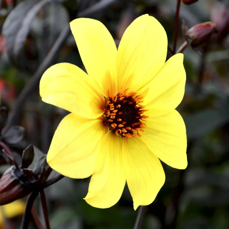 Dahlia Nain Simple Knock Out - Dahlia | Achat direct au producteur
